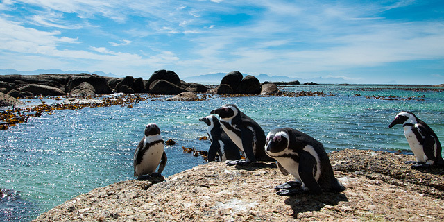 פוטו חיות על החוף פינגווינים חוף בולדוור דרום אפריקה