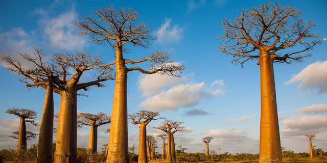 מדגסקר עצי באובב תיירים