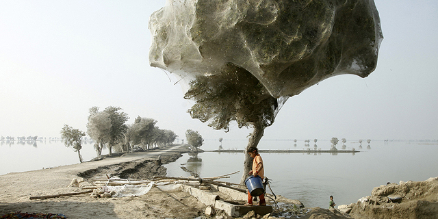 פוטו עצים קורי עכביש פקיסטן