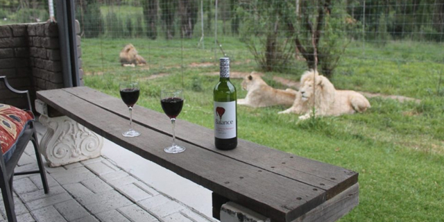 להשכרה airbnb שמורת אריות GG Conservation דרום אפריקה 4