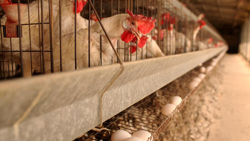 לול תרנגולות, צילום: עמית שעל