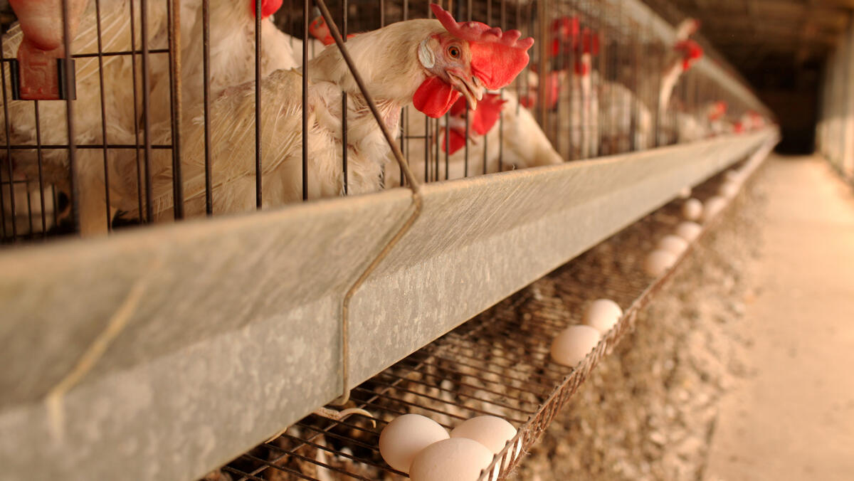 לול תרנגולות  ביצים לולים תרנגולת ביצה