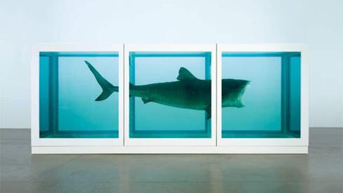 כריש מת, דמיין הירסט, צילום: Damien Hirst and Science