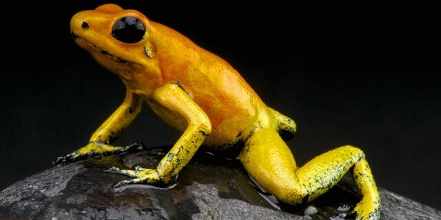 פוטו בעלי החיים המסוכנים ביותר צפרדע מוזהבת
