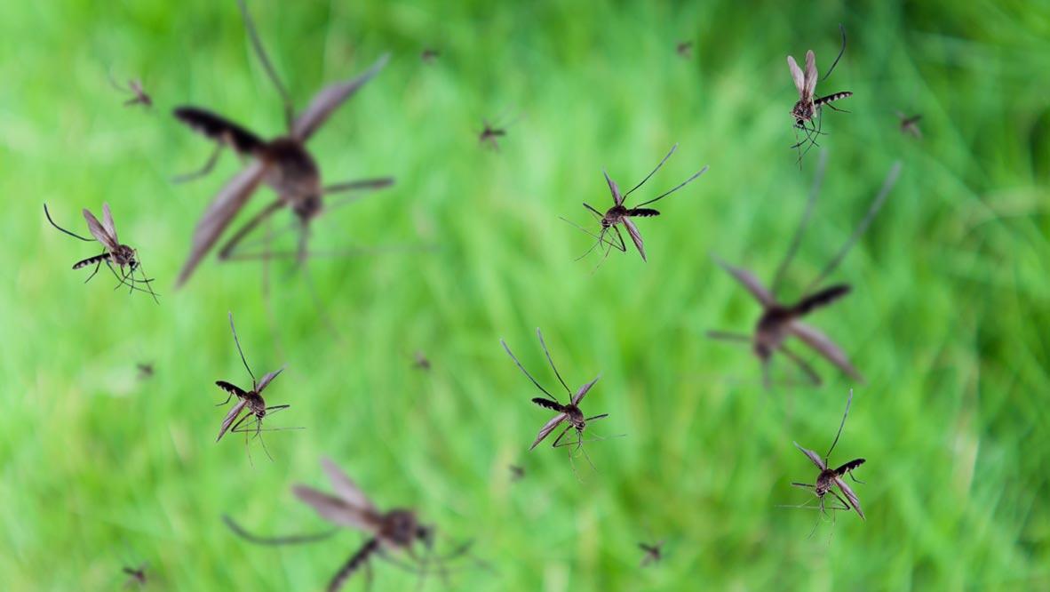 פוטו בעלי החיים המסוכנים ביותר יתושים
