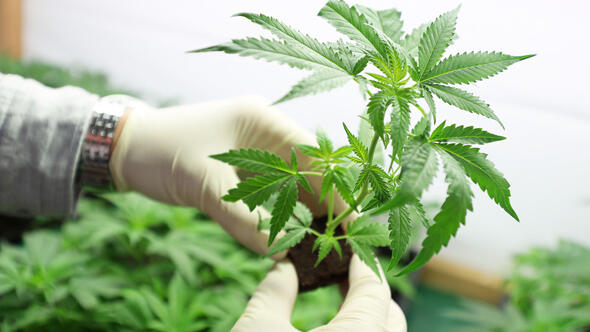 קנאביס רפואי מריחואנה כנס כלכליסט