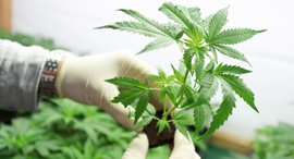 קנאביס רפואי מריחואנה כנס כלכליסט