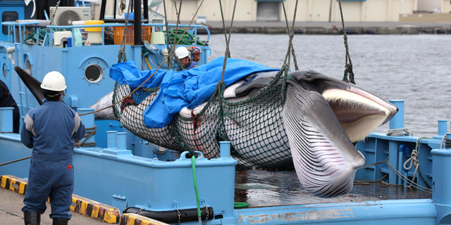 צייד לווייתנים ב יפן חוזר להיות חוקי