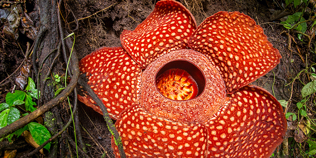 פוטו הפרחים המוזרים בעולם אינדונזיה Rafflesia arnoldii