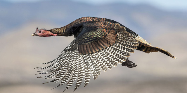 פוטו תחרות צילומי ציפורים Wild Turkey