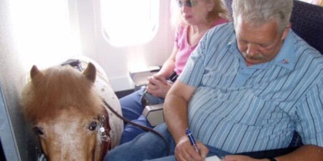 סוס פוני ב טיסה 