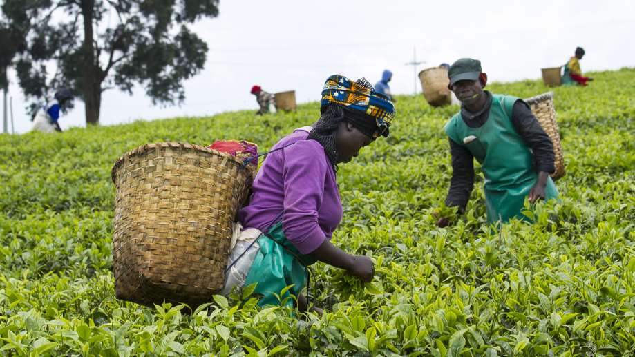 חקלאות רואנדה שדה תה אפריקה