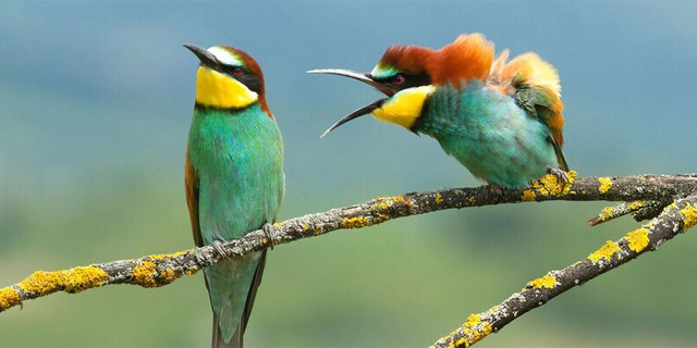 פוטו תמונות מצחיקות של בעלי חיים ציפורים