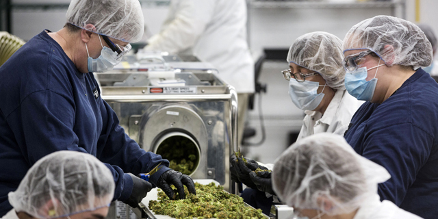 עובדי קאנופי ממיינים פרחי קנאביס במפעל ב אונטריו