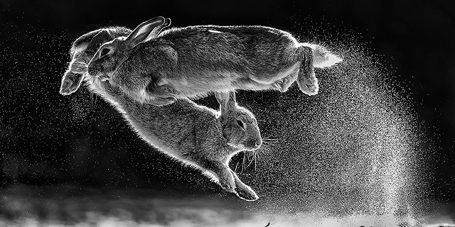 תחרות צילומי הטבע 2019 ארנבות 