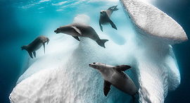 פוטו תחרות צילומים מתחת למים 2020 כלבי ים מקום ראשון