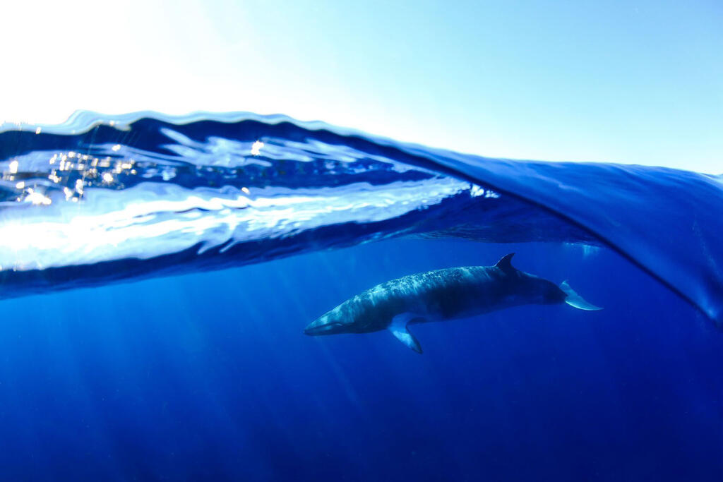 פוטו תחרות צילומים מתחת למים 2020 לוייתן