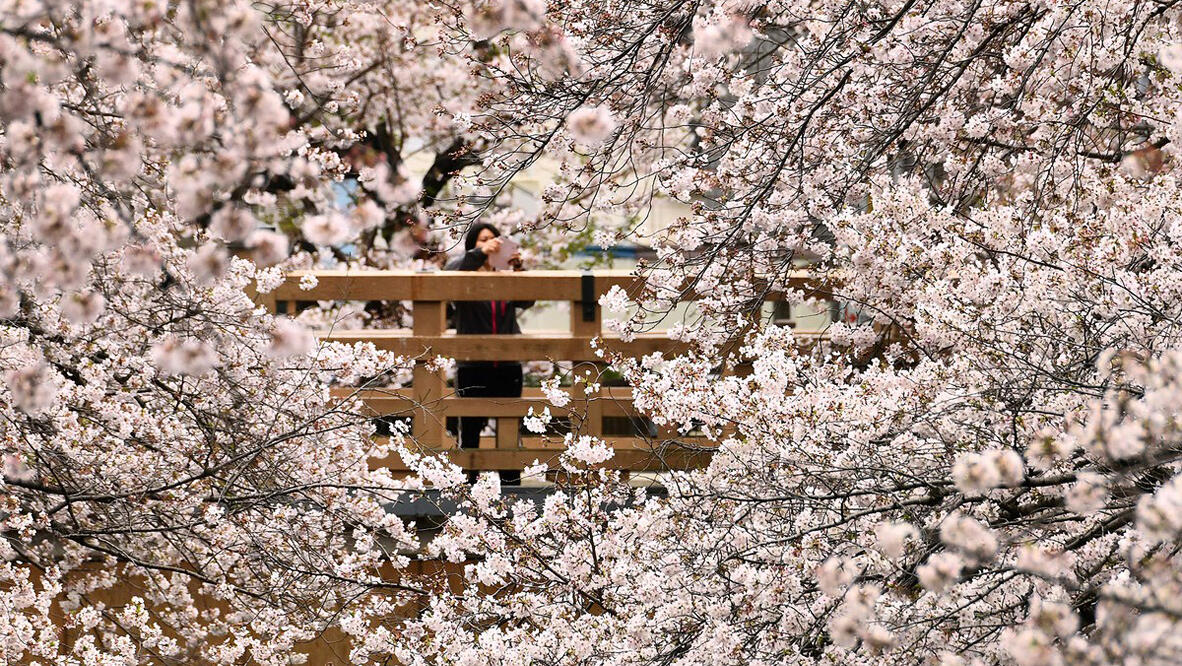 פוטו קורונה אביב פריחה דובדבנים טוקיו יפן