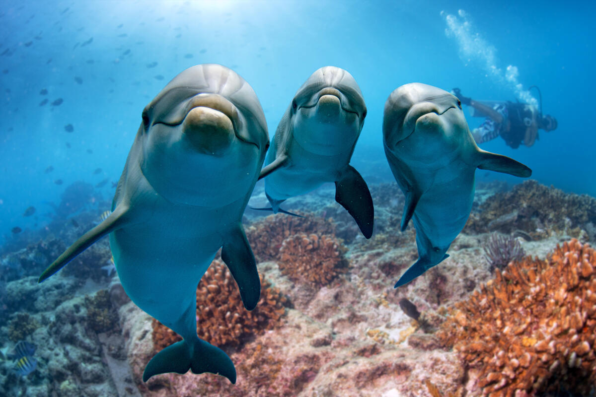 דולפין דולפינים פנאי