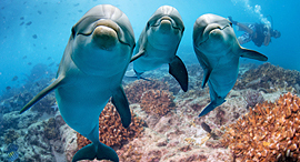 דולפין דולפינים פנאי