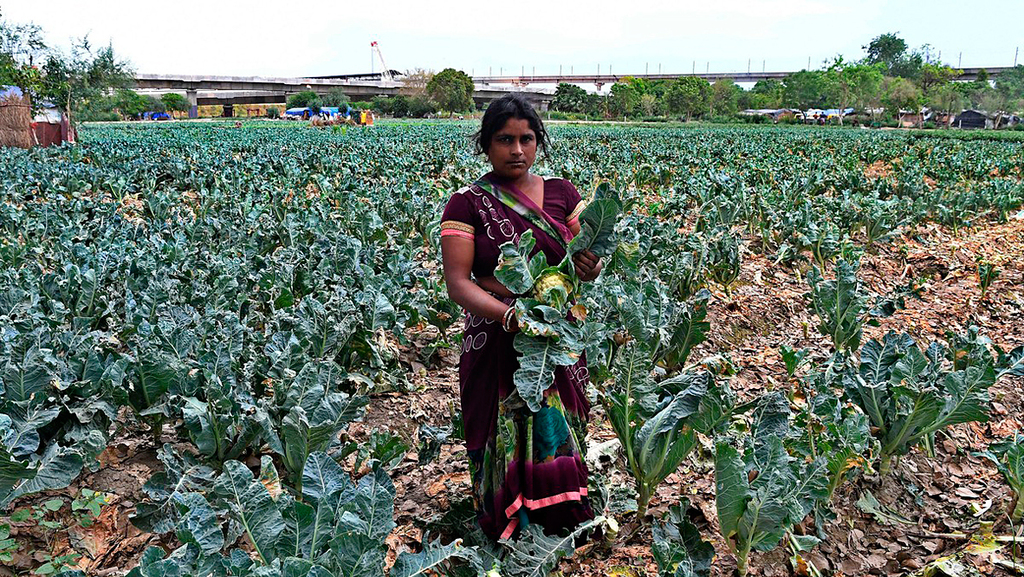 החקלאים בהודו חוששים: מיקרוסופט תפקיע מאיתנו אדמות - וגם את שיקול הדעת