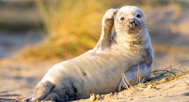 פוטו תחרות צילומים מצחיקים של חיות כלב ים 