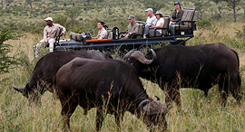 עדר באפלו בקרוגר פארק דרום אפריקה