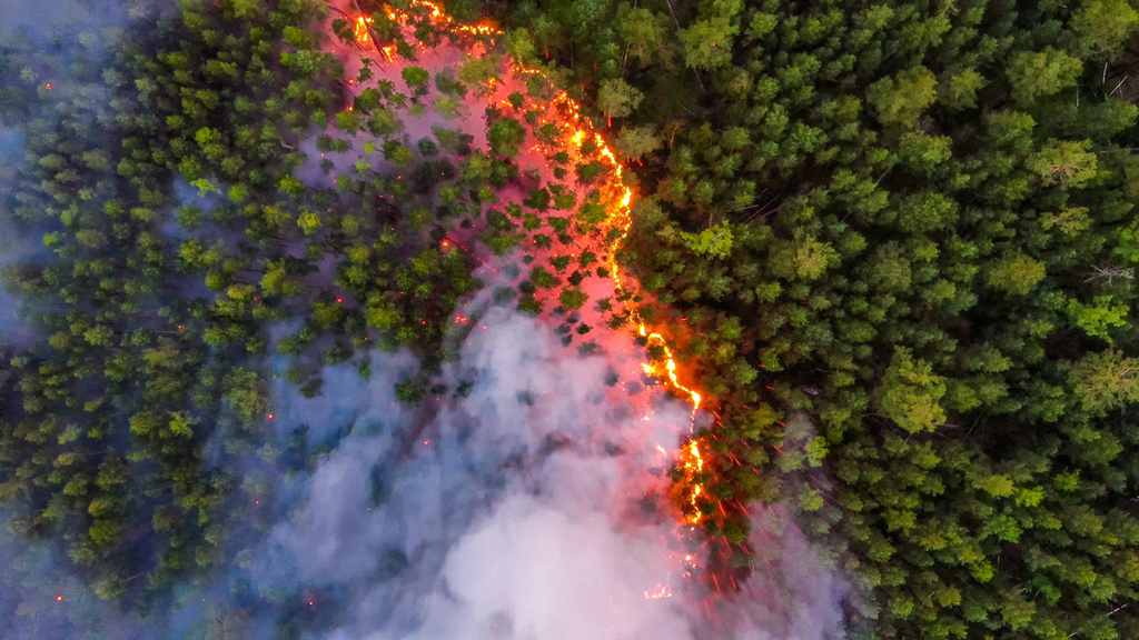 שריפות יער סיביר רוסיה באזור קרסנויארסק 