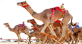 מירוץ גמלים Marmoom אל מרמום דובאי איחוד האמירויות