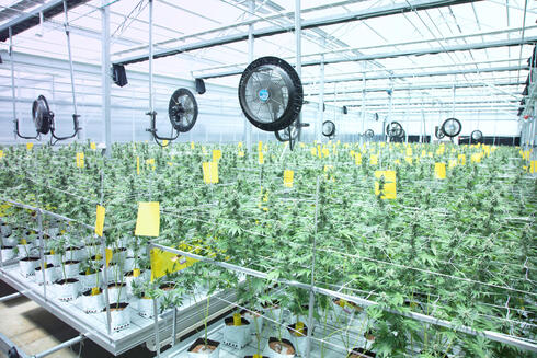 Cannabis. Cannabis.