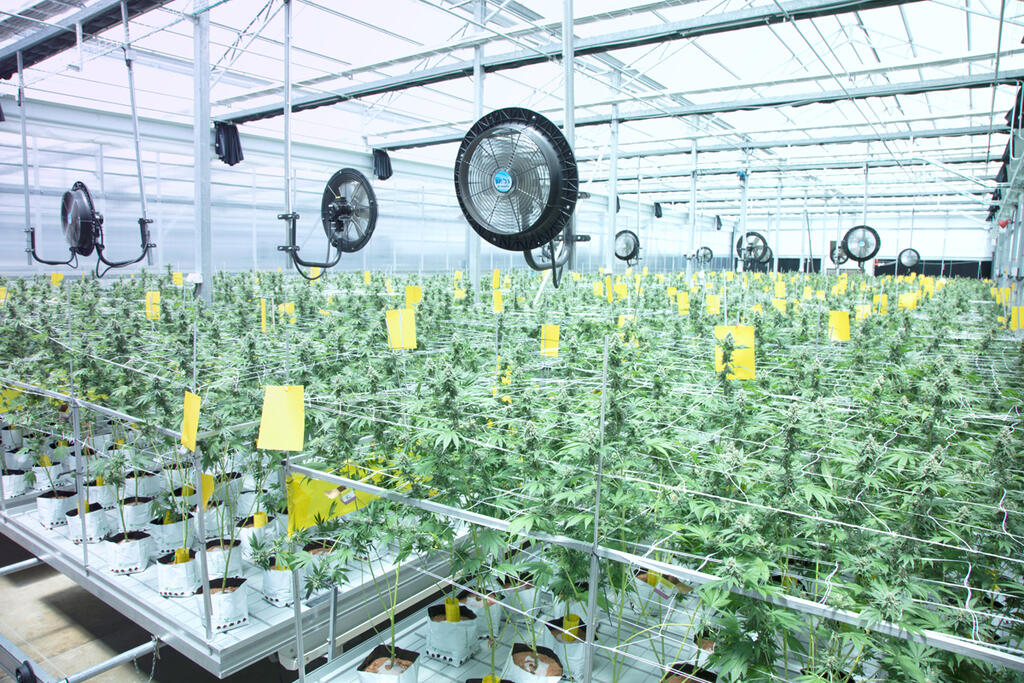 Cannabis. (Photo: Dan Lev) מפעל גידול קאנביס של חברת קרונוס