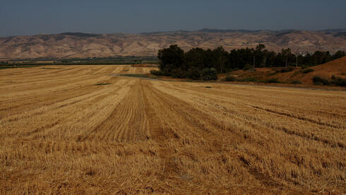 שטח חקלאי בבקעת הירדן, צילום: נמרוד גליקמן