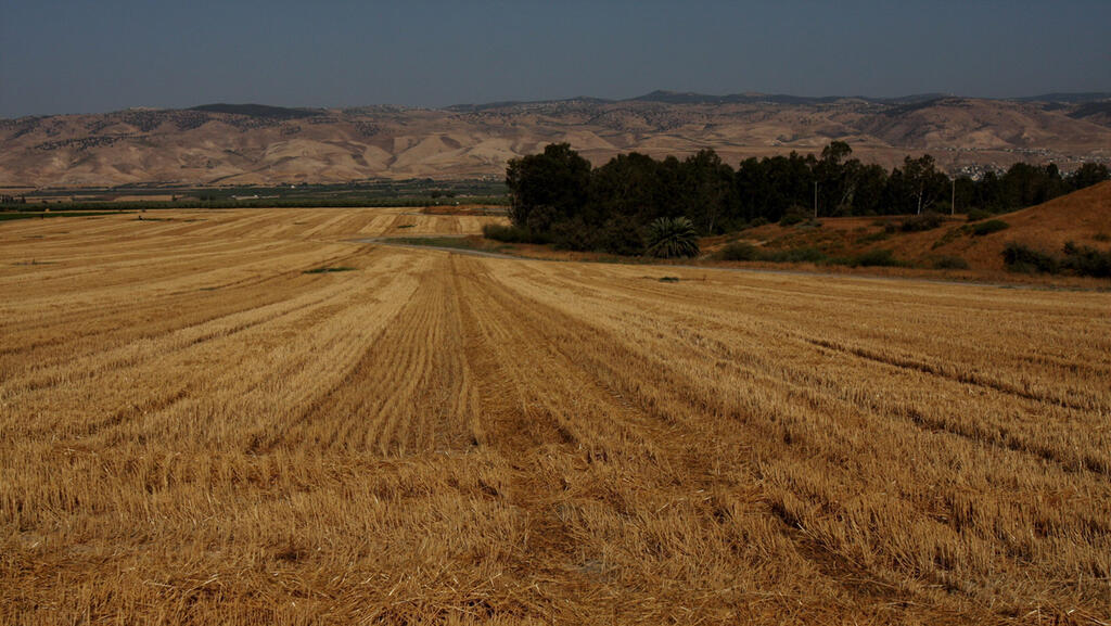 שטח חקלאי אחרי הקציר, צילום: נמרוד גליקמן