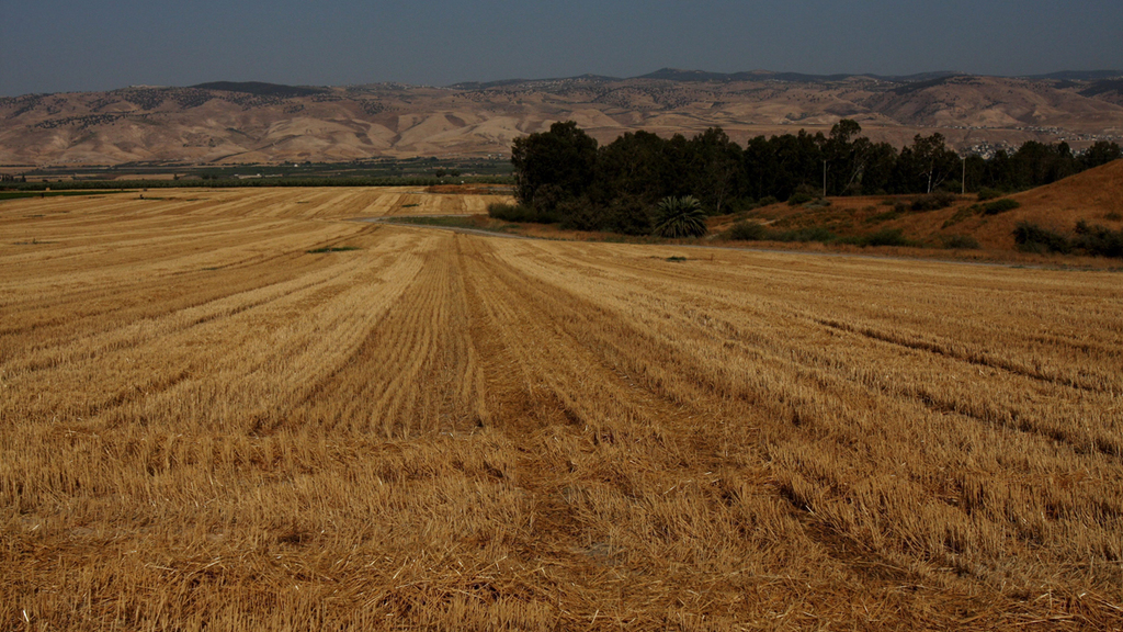 שטח חקלאי בקעת הירדן