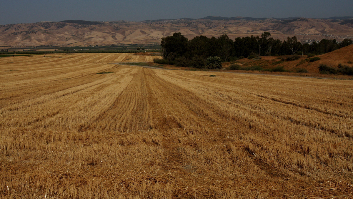 שטח חקלאי בקעת הירדן