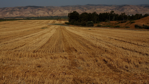 שטח חקלאי בבקעת הירדן, צילום: נמרוד גליקמן