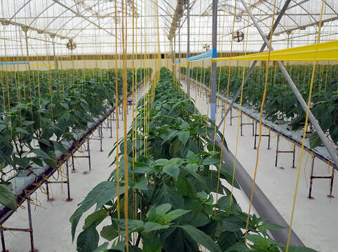 Greenhouse agriculture. 