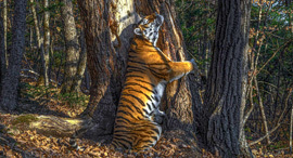 פוטו תחרות צילומי חיות בר Natural History Museum טיגריס