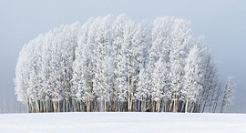 פוטו תחרות צילומי מזג אוויר 2020 עצים בערפל