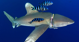 פוטו תמונות מתחרות צילומים מתחת למים כריש פצוע 