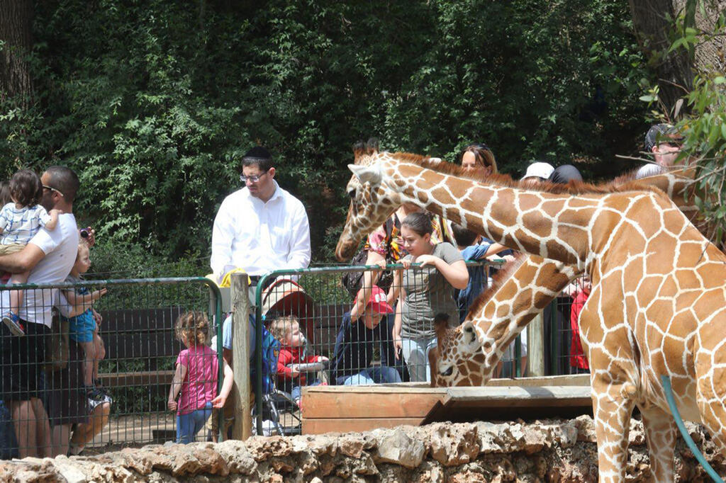 ג'ירפה ספארי 