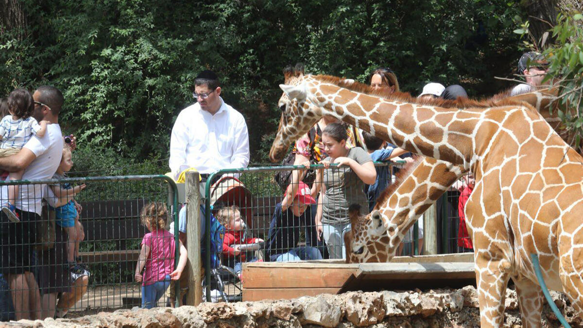 ג'ירפה ספארי 