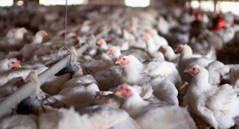 איסור יבוא עופות לול תרנגולות ביצים איחוד האמירויות