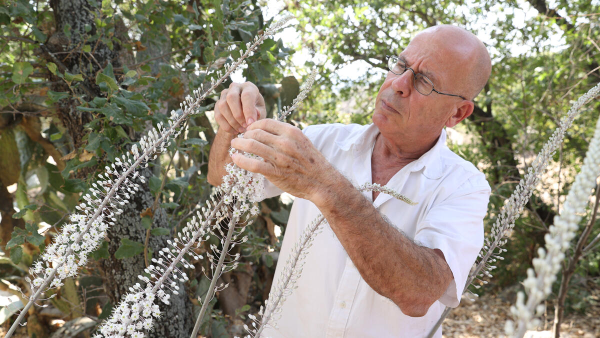 פנאי מאיר שלו