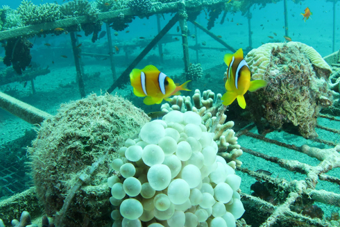  שמורת האלמוגים באילת, צילום: שי ארל