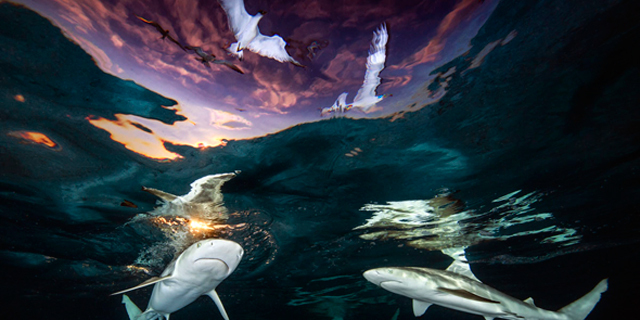 פוטו תחרות צילומים מתחת למים 2021 כרישים 