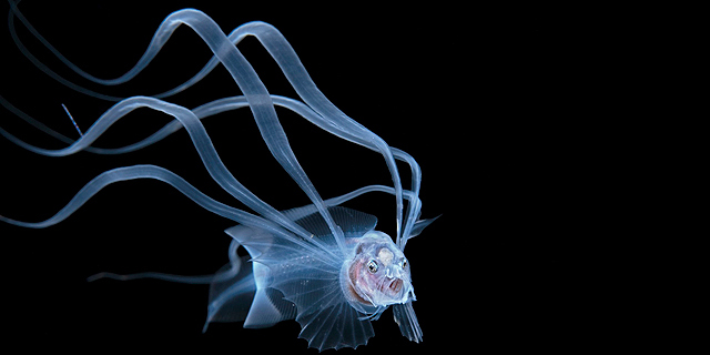פוטו צילומים אמנותיים מתחת למים Acanthonus Armatus