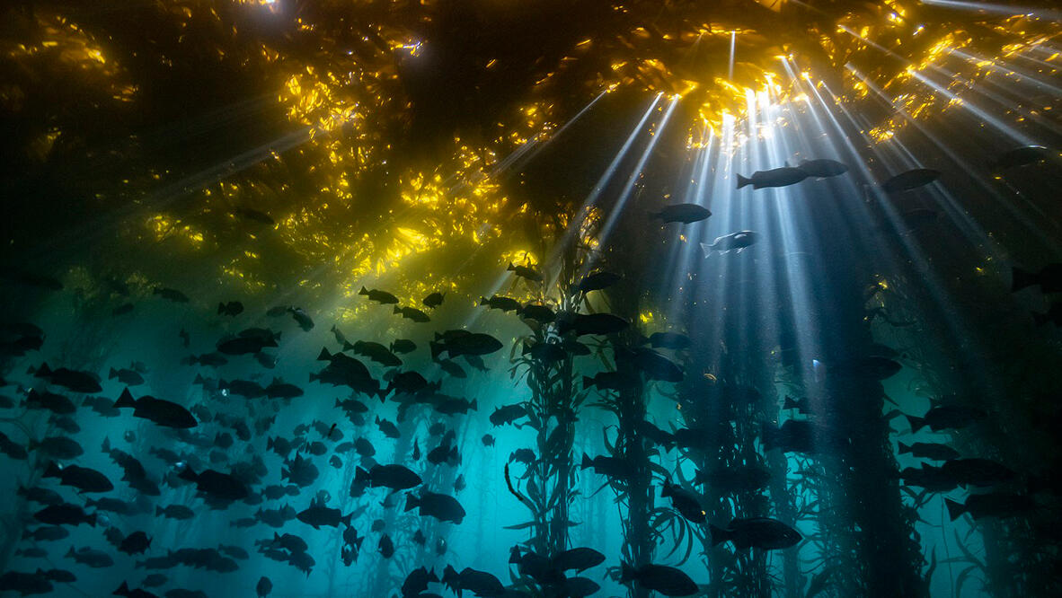 פוטו צילומים אמנותיים מתחת למים אצות