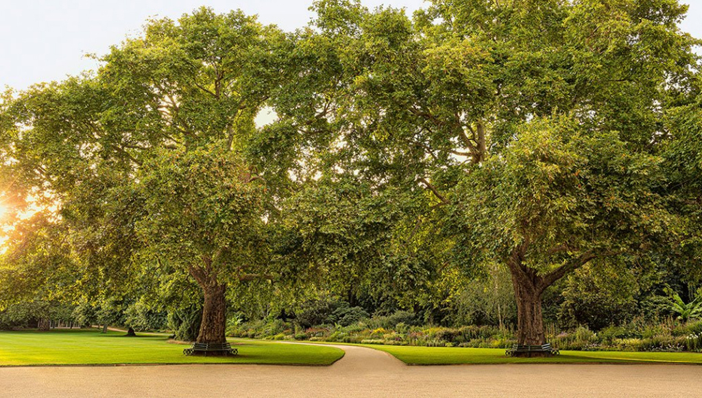 הגינות ב ארמון בקינגהאם בריטניה בית המלוכה מוכר כרטיסים לציבור הרחב 2