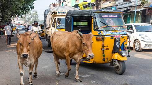 פרות וריקשות בכביש בהודו. ריבוי המהמורות פוגע בגחון של טסלה 3, צילום: שאטרסטוק